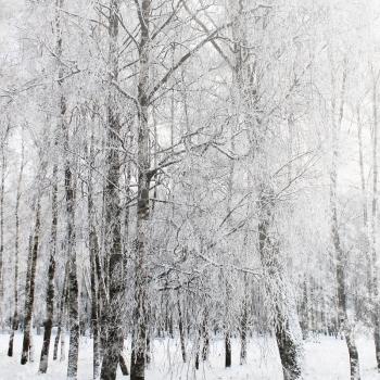 Snow forest in winter time
