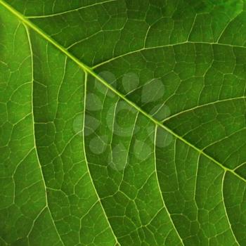 Dark green leaf surface