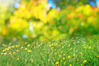 sunny flower meadow background