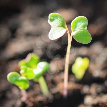 One leder sprout in soil