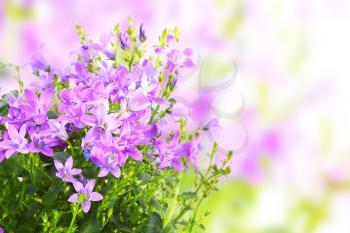 Spring flowers of campanula isolated on white background
