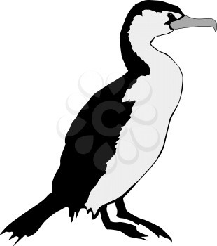 silhouette of Cormorant