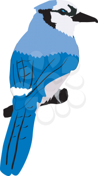 Illustration of blue jay