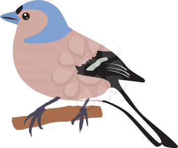 Illustration of chaffinch