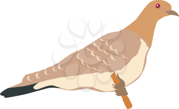 Illustration of dove