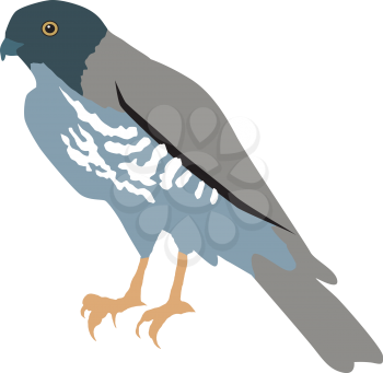 Illustration of falcon