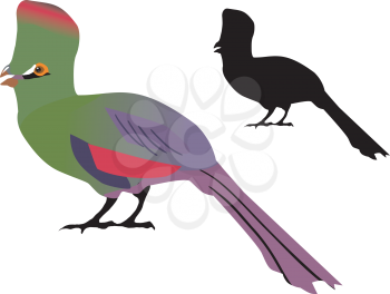 Illustration of parrot
