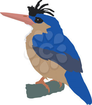 Illustration of kingfisher