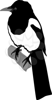 Illustration of magpie