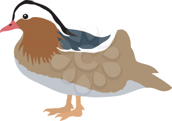Illustration of mandarin duck