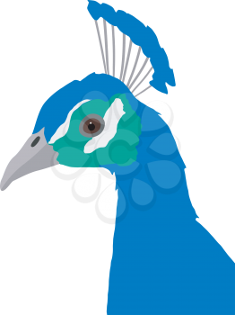 Illustration of peacock