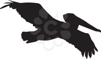 silhouette of pelican