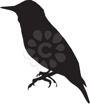 silhouette of starling