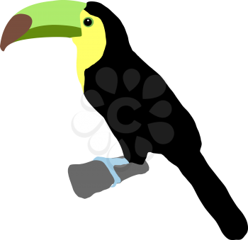 Illustration of toucan
