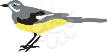 Illustration of wagtail