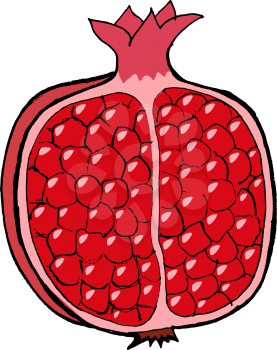 Hand drawn, vector, cartoon illustration of pomegranate