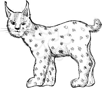 hand drawn, vector, sketch illustration of lynx