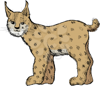 hand drawn, vector, sketch illustration of lynx