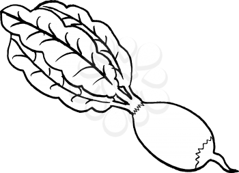 hand drawn, vector illustration of a radish