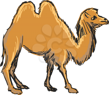 Royalty Free Clipart Image of a Camel