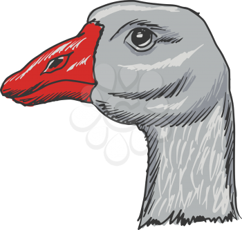 hand drawn, sketch, cartoon illustration of goose