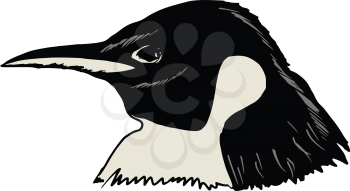 hand drawn, sketch illustration of head of penguin
