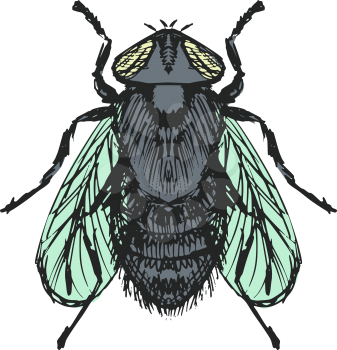 hand drawn, sketch, cartoon illustration of fly