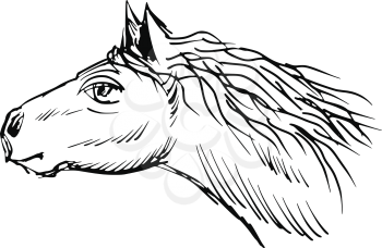 hand drawn, sketch illustration of horse