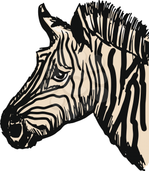 sketch, doodle, hand drawn illustration of zebra