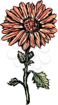 hand drawn, sketch illustration of chrysanthemum