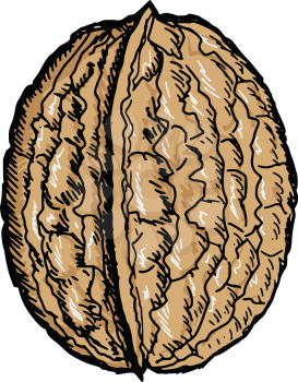 hand drawn, sketch illustration of walnut