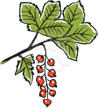 hand drawn, sketch illustration of red currants