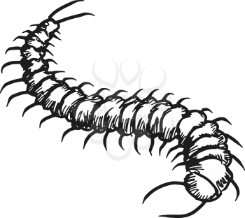 sketch, doodle illustration of centipede