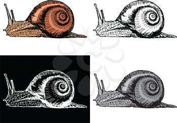 Editable vector illustrations in variations. Snail