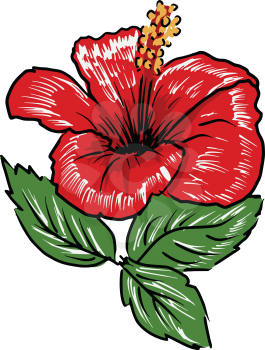 sketch, cartoon illustration of hibiscus