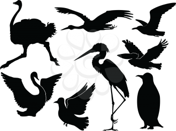 set of silhouettes of different birds