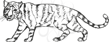 tiger, illustration of wildlife, zoo, wildlife, animal of East