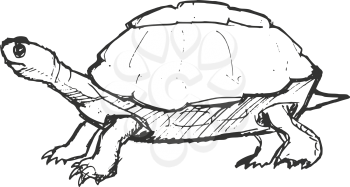 turtle, illustration of wildlife, zoo, wildlife, reptile