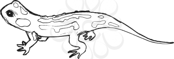 salamander, illustration of wildlife, zoo, wildlife, reptile