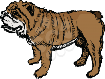 english bulldog, illustration of animal, zoo, pet, dog, danger