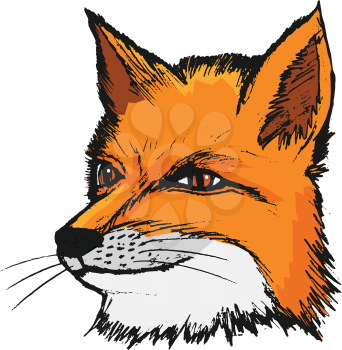 fox, illustration of wildlife, animal of forest, sly, predator