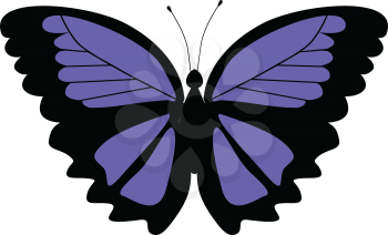 vector illustration of morpho butterfly