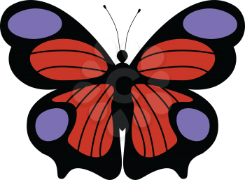 vector illustration of peacock butterfly