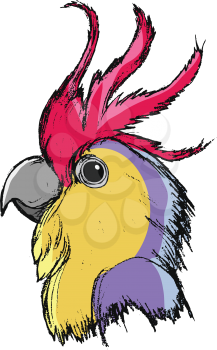 vector, coloured, sketch, hand drawn image of macaw