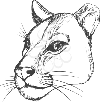 vector, sketch, hand drawn illustration of lioness