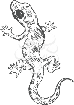 vector, sketch, hand drawn illustration of gecko