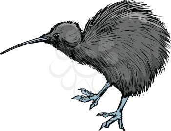 vector, coloured, sketch, hand drawn image of kiwi bird
