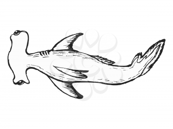 Vector, sketch illustration of hammer fish. Motives of wildlife and marine life, dangerous animals