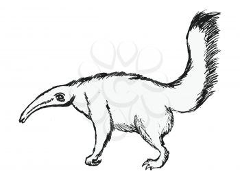 Vector, sketch illustration of anteater. Motives of wildlife, nature and exotic animals