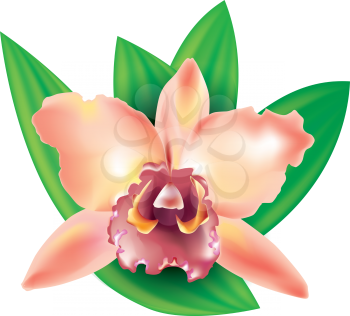 Royalty Free Clipart Image of an Orchid